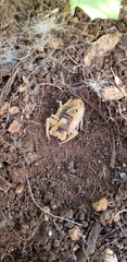Leiurus hebraeus