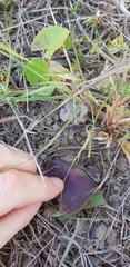 Ledebouria ovatifolia ovatifolia