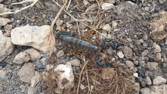 Nebo hierichonticus