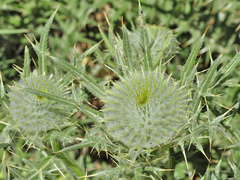 Cirsium odontolepis