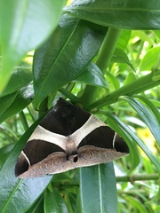 Bastilla crameri