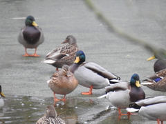 Anas platyrhynchos