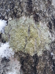 Lecanora varia