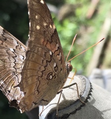 Historis acheronta