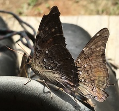 Historis acheronta