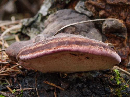 Fomitopsis rosea