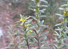 Thymelaea tinctoria