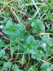 Veronica persica