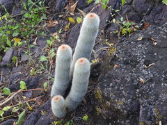 Mammillaria guerreronis