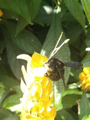 Bombus pauloensis
