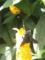 Bombus pauloensis