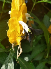 Bombus pauloensis