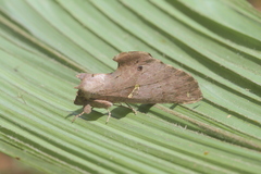 Rhapigia aymara