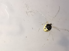 Theridion varians