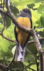 Trogon ramonianus