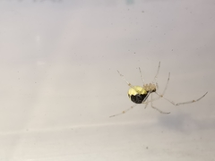 Theridion varians