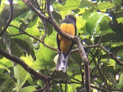 Trogon ramonianus