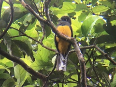 Trogon ramonianus