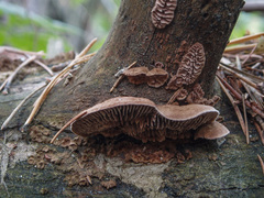 Gloeophyllum abietinum