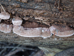 Gloeophyllum abietinum