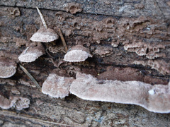 Gloeophyllum abietinum