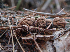 Gloeophyllum abietinum