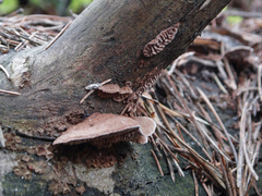 Gloeophyllum abietinum