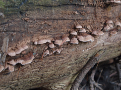 Gloeophyllum abietinum