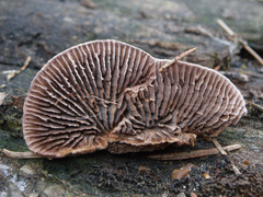 Gloeophyllum abietinum