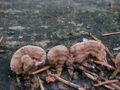 Gloeophyllum abietinum