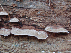 Gloeophyllum abietinum