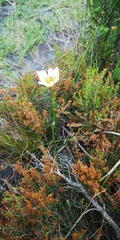 Moraea cantharophila