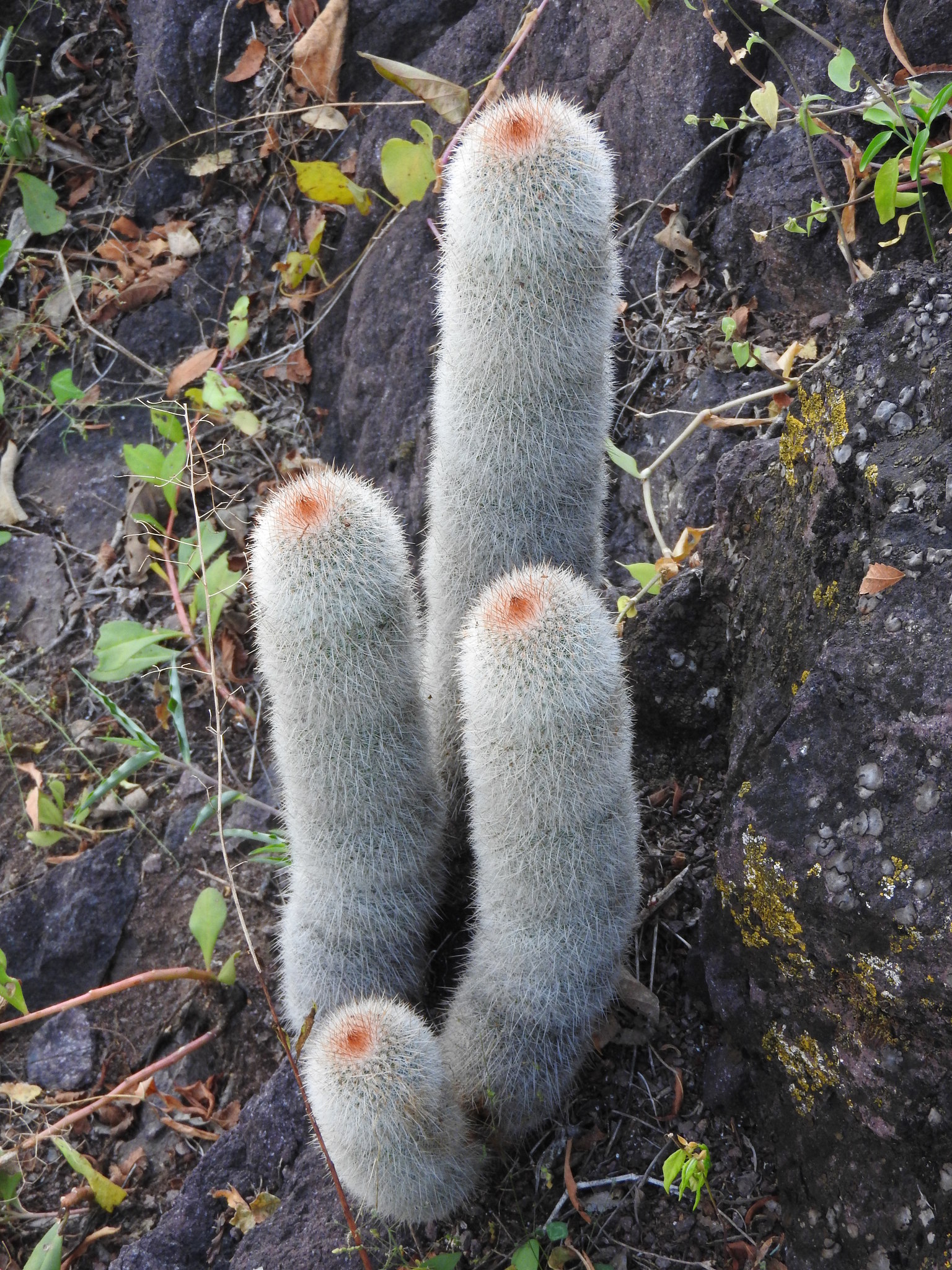 Mammillaria guerreronis