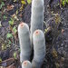 Mammillaria guerreronis - Photo (c) Lorenso Amates, μερικά δικαιώματα διατηρούνται (CC BY-NC), uploaded by Lorenso Amates