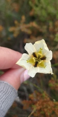 Moraea cantharophila