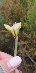 Moraea cantharophila