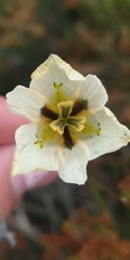 Moraea cantharophila