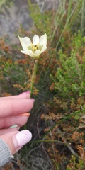 Moraea cantharophila