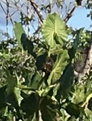 Montrichardia linifera