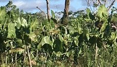 Montrichardia linifera