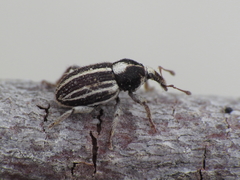 Tychius striatulus