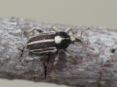 Tychius striatulus