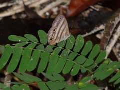 Magneuptychia fugitiva