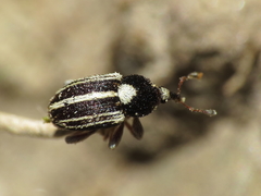 Tychius striatulus