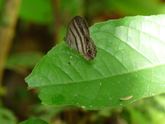 Magneuptychia fugitiva