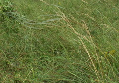 Stipa dasyphylla