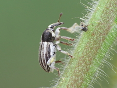Tychius striatulus