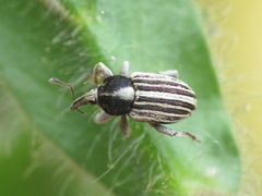 Tychius striatulus