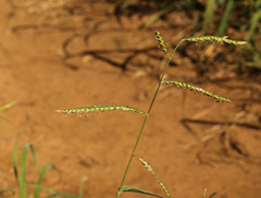 Urochloa mosambicensis