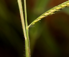 Urochloa mosambicensis